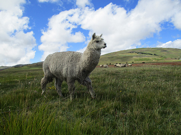 Llama wandering in green field